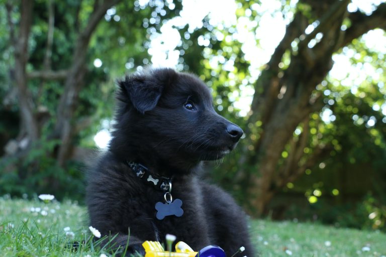 Apprendre le rappel au pied à votre chien