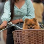 panier à vélo pour chien