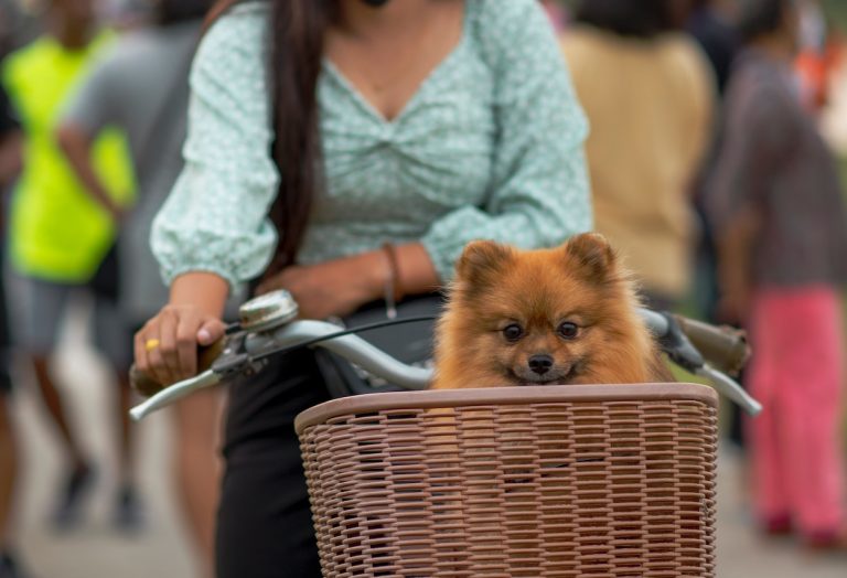 panier à vélo pour chien