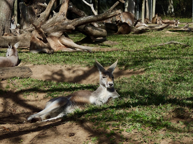 Exploration des parcs animaliers en Australie