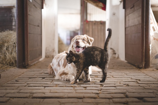 Gérer les conflits entre animaux de compagnie : conseils et solutions